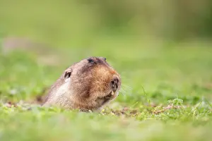 Emergence Prints: Big-headed African mole-rat (Tachyoryctes macrocephalus) emerging from its burrow