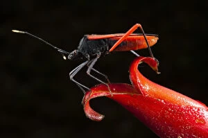 Red Gallery: Big-legged Bug or Squash Bug (Coreidae) on Heliconia Flower. Yasuni National Park