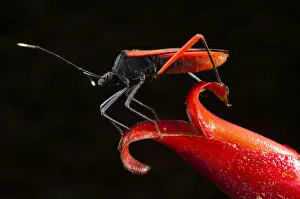 Part Of Prints: Big-legged Bug or Squash Bug (Coreidae) on Heliconia Flower. Yasuni National Park