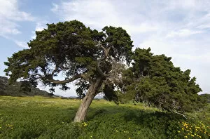 Images Dated 5th April 2009: A big Mediterranean cypress (Cupressus sempervirens) tree, Karpaz Peninsula, Cyprus