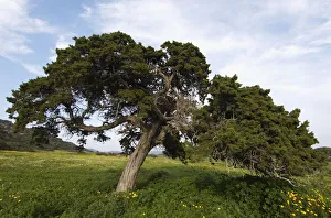 Peter Lilja Prints: A big Mediterranean cypress (Cupressus sempervirens) tree, Karpaz Peninsula, Cyprus
