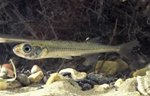 Big scale sand smelt {Atherina boyeri} captive Delta del Ebro NP, Spain