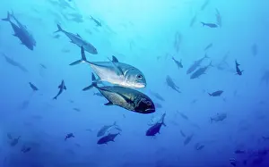 Reproduction Prints: Bigeye jacks (Caranx sexfasciatus) pair preparing to mate