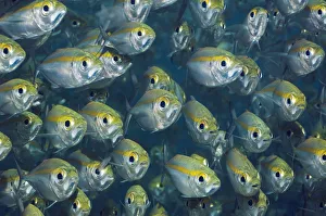 Misool Prints: Bigeye Scad (Selarcrumenophthalmus). Misool, Raja Ampat, West Papua, Indonesia