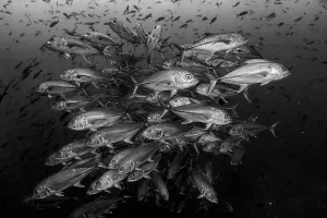 Bigeye trevallies (Caranx sexfasciatus) shoal. Darwin Island, Galapagos National Park, Pacific Ocean