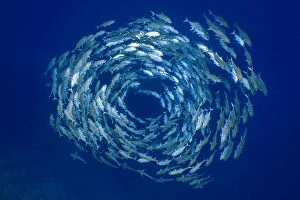Bigeye trevally (Caranx sexfasciatus) forming a circular shoal in blue water