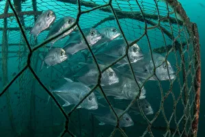 Thailand Prints: Bigeye trevally (Caranx sexfasciatus) and Giant trevally (Caranx ignobilis)