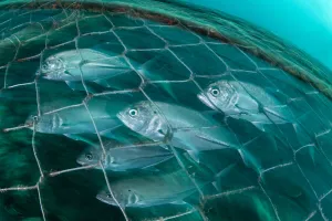Thailand Prints: Bigeye trevally (Caranx sexfasciatus) swimming inside an artisanal fish trap