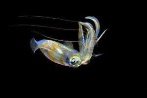 Bigfin reef squid (Sepioteuthis lessoniana) capturing a pelagic shrimp with long red antennae