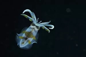 Bigfin reef squid (Sepioteuthis lessoniana) swimming at night, Indonesia, Sea of Flores