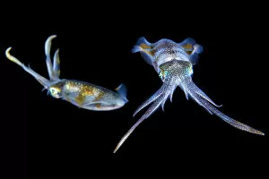New Guinea Gallery: Bigfin reef squid (Sepioteuthis lessoniana) at night. Bitung, North Sulawesi, Indonesia