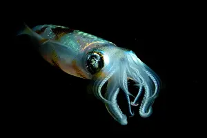 Black Background Prints: Bigfin reef squid (Sepioteuthis lessoniana) portrait
