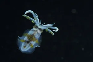 May 2021 Highlights Prints: Bigfin reef squid (Sepioteuthis lessoniana) swimming at night, Indonesia, Sea of Flores