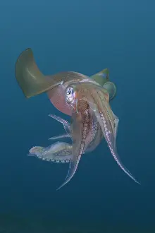 Loliginidae Prints: Bigfin reef squid (Sepioteuthis lesssoniana) portrait, Bali, Indonesia, Pacific Ocean
