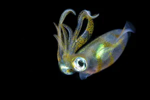 Sea Life Prints: Bigfin squid (Sepioteuthis lessoniana) hovering in mid water at night