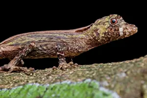 Anole Prints: Bighead anole (Anolis capito) portrait, Finca Sacmoc, Alta Verapaz, Guatemala