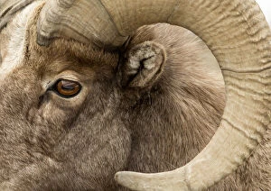 Bighorn sheep (Ovis canadensis) close up rams head shot, Yellowstone National Park