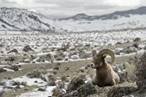 Bighorn Sheep (Ovis canadensis) on the hillside, ruminating, Yellowstone National Park