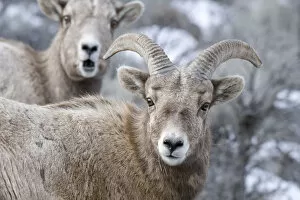 Bighorn Sheep (Ovis canadensis) Yellowstone National Park, Wyoming, USA. January