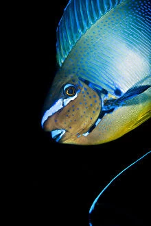 Acanthuridae Gallery: Bignose unicornfish (Naso vlamingii) profile of male displaying (the blue stripe