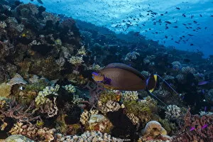 Acanthuridae Gallery: Bignose Unicornfish (Naso vlamingii), French Polynesia, Pacific Ocean