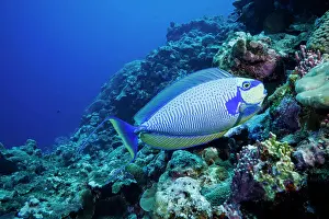 Acanthuridae Prints: Bignose unicornfish (Naso vlamingii) displaying colour variation as it approaches a cleaning station on a coral reef