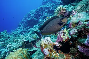 Acanthuridae Prints: Bignose unicornfish (Naso vlamingii) approaching a cleaning station on a coral reef