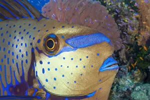 Acanthuridae Gallery: Bignose unicornfish (Naso vlamingii) on reef, Fiji