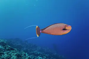 Acanthuridae Prints: Bignose unicornfish (Naso vlamingii) swimming over a reef