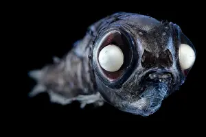 Deep Sea Prints: Bigscale deep sea smelt (Melanolagus bericoides) portrait