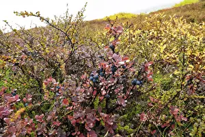 Tundra Prints: Bilberry (Vaccinium myrtillus)
