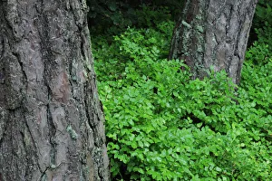 Trunks Prints: Bilberry (Vaccinium myrtillus) plants growing around the base of Pine trees (Pinus sp) Beaufort