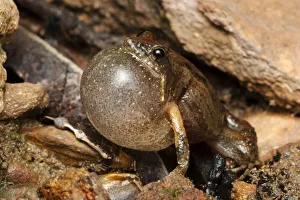 Bilingual frog (Crinia bilingua) adult male calling, Adelaide River, Northern Territory