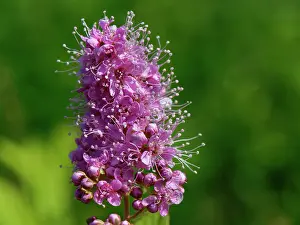 Meadow Prints: Billard's bridewort (Spiraea salicifolia) flowering in a meadow