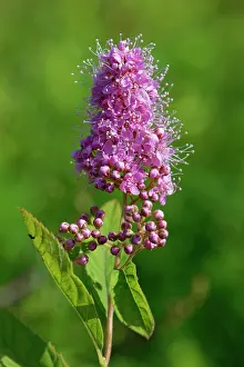 Meadow Prints: Billard's bridewort (Spiraea salicifolia) flowering in a meadow