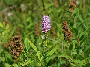 Meadow Prints: Billard's bridewort (Spiraea salicifolia) flowering in a meadow