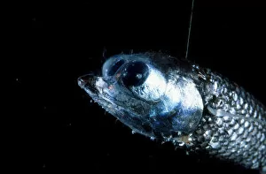 Binocular fish {Winteria telescopa}