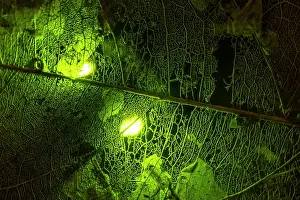 Eerie Prints: Bioluminescence from a Headlight beetle (Pyrophorus sp)