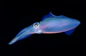 Luminosity Prints: Bioluminescent Caribbean reef squid (Sepioteuthis sepioidea)