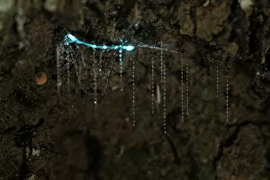Bioluminescent Fungus gnat (Arachnocampa luminosa) larva attached to the cave roof