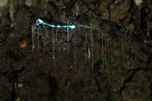 Bioluminescent Fungus gnat (Arachnocampa luminosa) larva attached to the cave roof