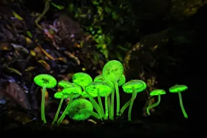 Photographic Effect Prints: Bioluminescent mushrooms (Favolaschia manipularis) glowing in the rainforest at night