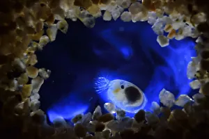 Bioluminescent Sea-fireflies (Vargula hilgendorfii) producing a bright blue light