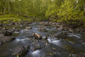 Autumn Prints: Birch (Betula pendula) and Alder woodland around stream flowing into Loch Beinn a Mheadhoin