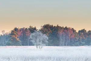 Brasschaat Prints: Birch (Betula Pendula) tree covered with hair ice on a winter morning