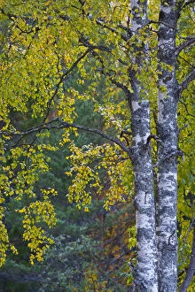 Birch tree in autumn, Taiga woodland, Laponia / Lappland, Finland
