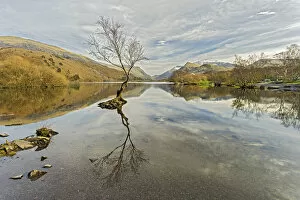 Images Dated 9th March 2017: Birch tree (Betula) growing in Llyn Padarn, Llanberis, Snowdonia National Park, North Wales