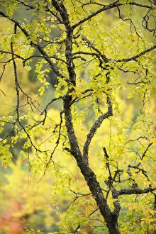 Birch tree (Betula) by the Oulanka River, Finland, September 2008