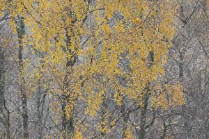 Betula Prints: Birch tree (Betula pendula) backlit at dawn, autumn, Cairngorms NP, Glenfeshie, Inshriach