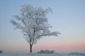 Birch Tree (Betula pendula) covered in hoar frost at dawn, Klein Schietveld, Brassschaat